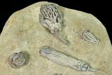 Fossil Crinoid and Starfish Association - Crawfordsville, Indiana #149017-3